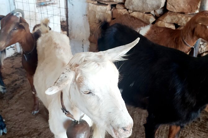 Naxos Farm Experience - What to Expect on the Farm