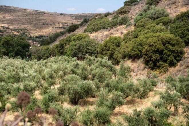 Naxos: Half-Day Olive Oil Tour With Tastings - Olive Oil Tasting With a Local Producer