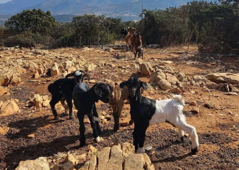 Naxos Private Cheese and Wine 6 Hour Experience - Authentic Experiences and Local Insights