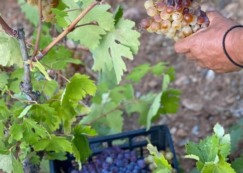 Naxos Private Cheese and Wine 6 Hour Experience - Summary