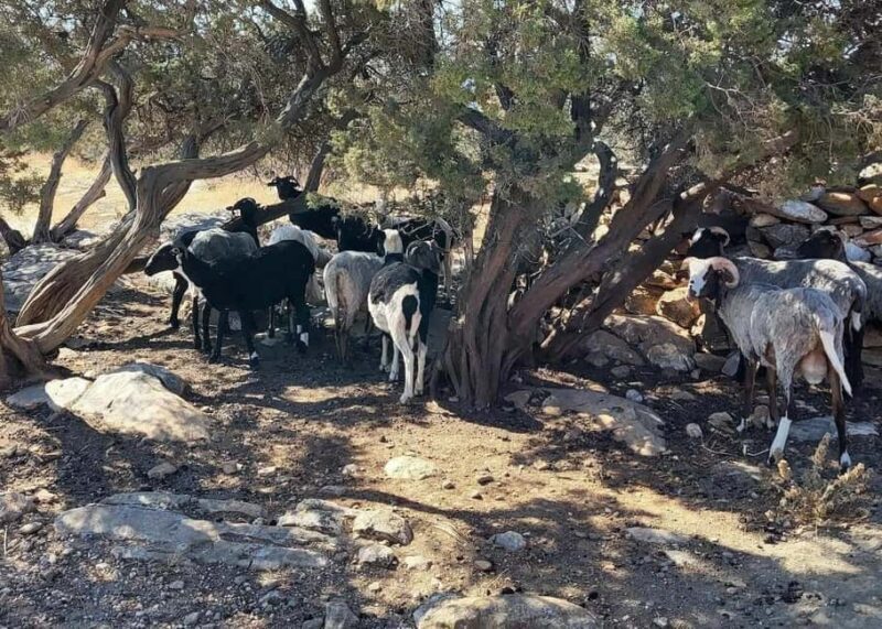 Naxos Private Cheese and Wine 6 Hour Experience - FAQs