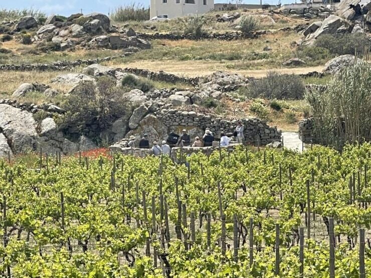 Naxos: Private Vineyard Tour & Wine Tasting With an Expert - Experience