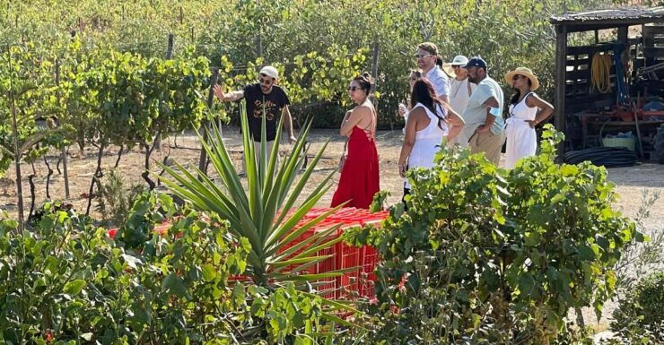 Naxos: Wine & Culture Tour - Experience