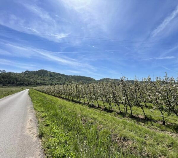 Nazare: Alcobaca Monastery & Quinta Dos Capuchos E-Bike Tour - Getting to the Starting Location