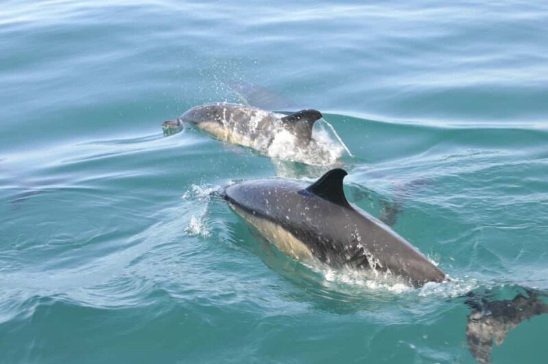 Nazaré: Dolphin Safari - Good To Know
