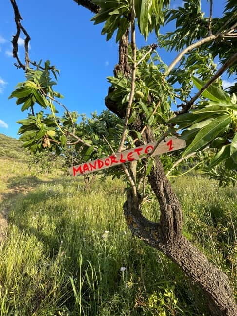 Near Cagliari: Almond Blossom Magic at "In Our Garden" (new) - What to Expect from the Almond Grove Tour