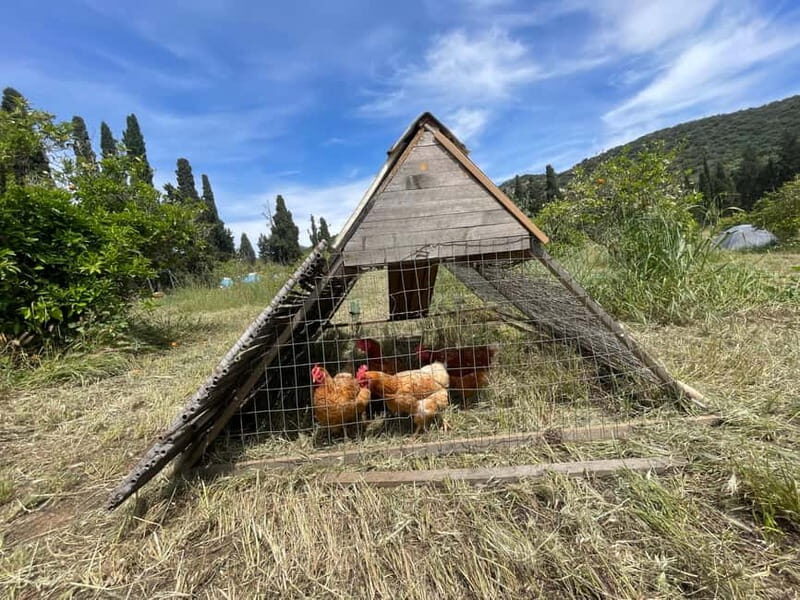 Near Cagliari: Almond Blossom Magic at "In Our Garden" (new) - The Sum Up