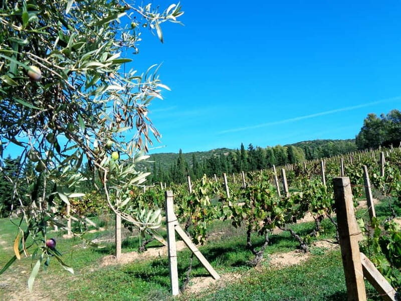 Near Cagliari: The World of Natural Wine at "In Our Garden" - Good To Know
