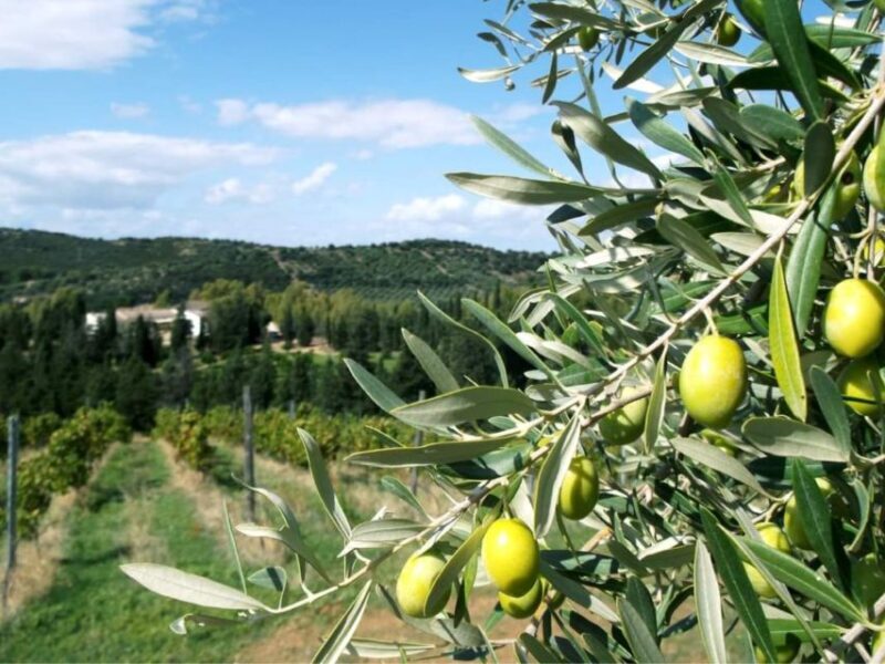 Near Cagliari: The World of Natural Wine at "In Our Garden" - Who Will Love This Experience?