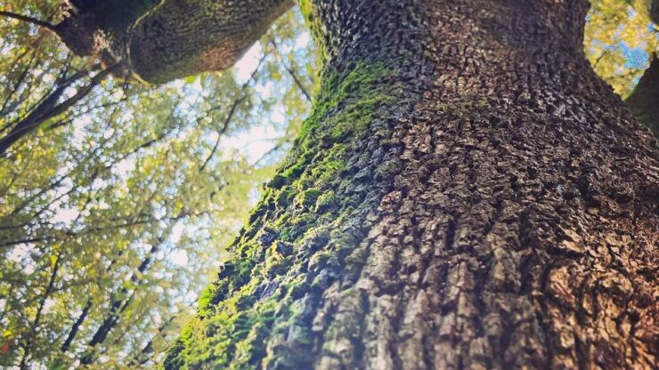 Near Rome: Irish / Goethe Hike in Frascati to Monte Tuscolo - Booking Details