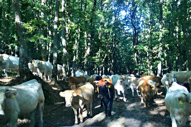 Nebrodi Jeep Adventure - End Point