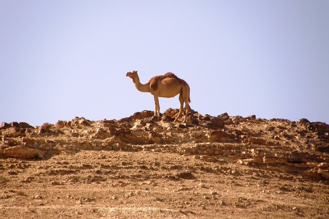 Negev Mountains Private Tour From Tel Aviv - Additional Information