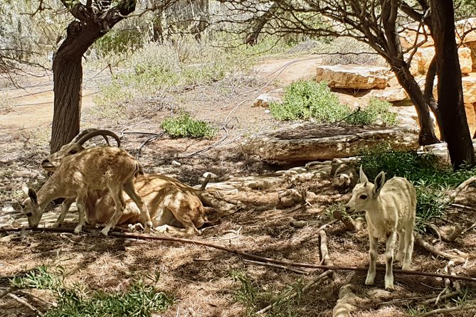 Negev Mountains Private Tour From Tel Aviv - Customer Reviews