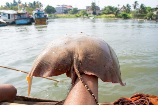 Negombo: Catamaran Sailing With Traditional Fishermen - Booking and Cancellation Policy