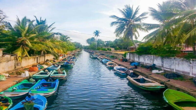 Negombo City : Explore the Fish Market & Dutch Canal by Boat - A Deep Dive Into Negombo’s Highlights