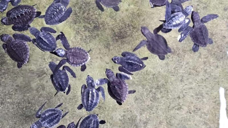 Negombo/Colombo:Private Galle Dutch Fort & Madu River Safari - The Sum Up