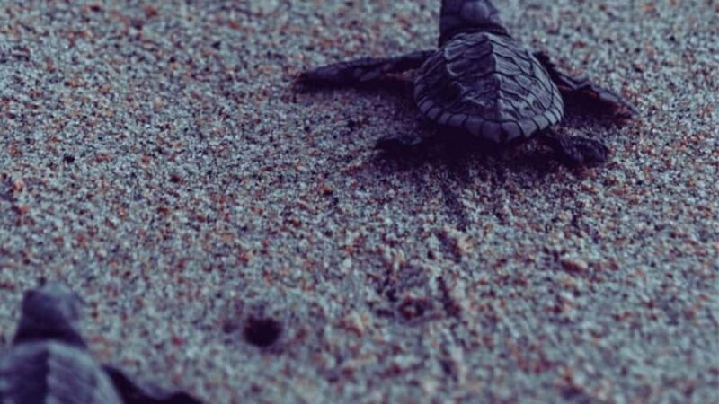 Negombo/Colombo:Private Galle Dutch Fort & Madu River Safari - Final Thoughts