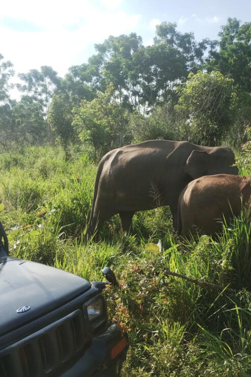 Negombo: Day Tour; Dambulla, Elephant Safari & Village - Itinerary Breakdown