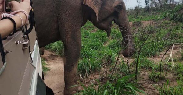 Negombo: Day Tour; Dambulla, Elephant Safari & Village - Transportation and Guide Services