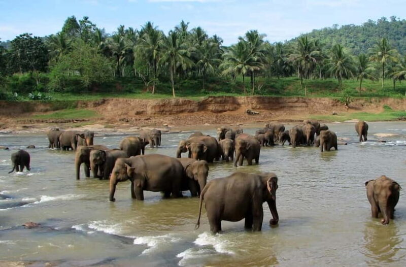 Negombo: Kandy and Pinnawala Elephant Orphanage Day Tour - Detailed Experience Breakdown