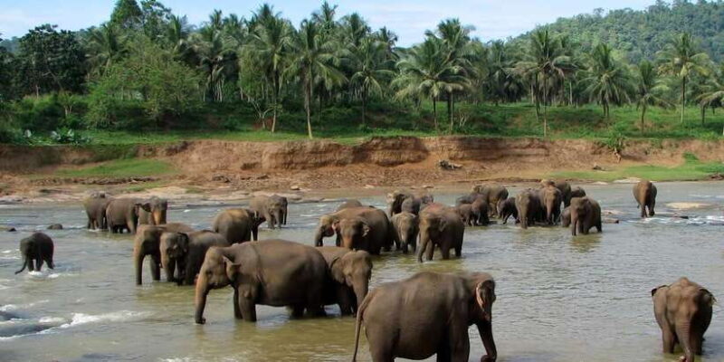 Negombo: Kandy and Pinnawala Elephant Orphanage Day Tour - Who Would Enjoy This Tour?