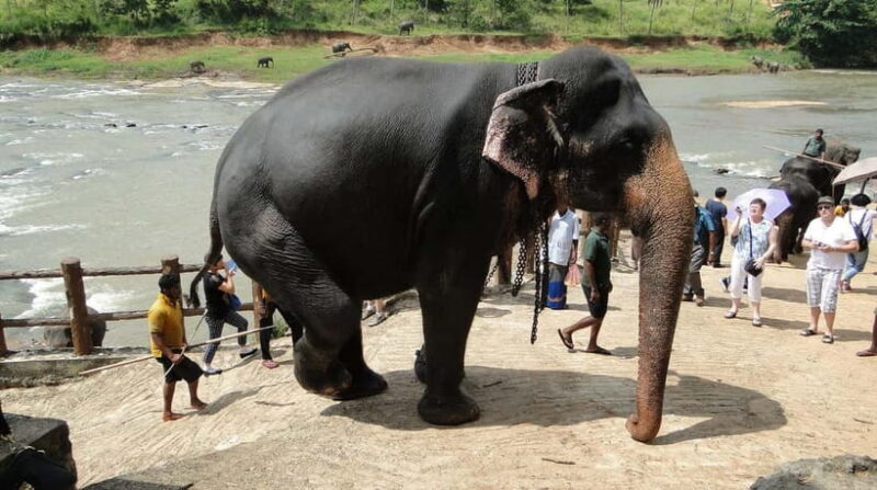 Negombo: Kandy and Pinnawala Elephant Orphanage Day Tour - FAQ