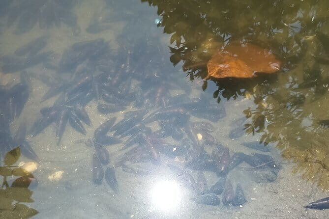 Negombo Lagoon Boat Safari Hotel Pickup(Monkey,Mangrove) - A Detailed Look at the Tour Experience