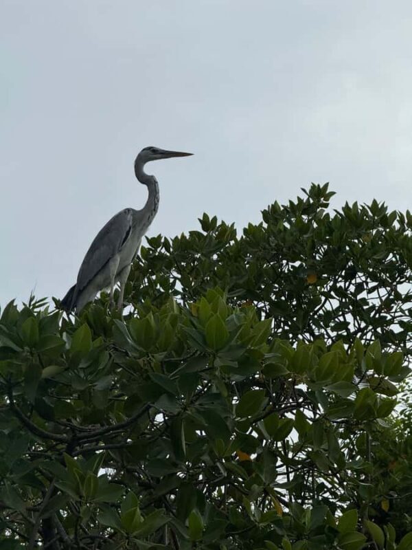 Negombo Lagoon & Dutch Canal Sunset Boat Tour - Navigating the Negombo Lagoon