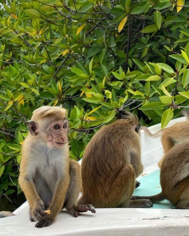 Negombo Lagoon & Muthurajawela Boat Tour - Wildlife & Birdwatching