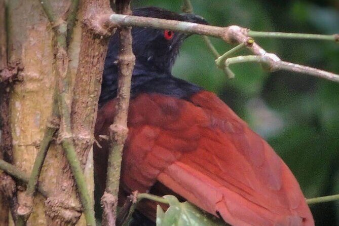 Negombo Lagoon & Muthurjawela Bird Watching Boat Tour - FAQ