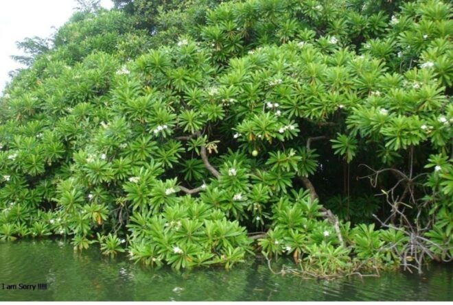 Negombo: Muthurajawela Wetland & Dutch Canal Boat Tour - Duration and Itinerary