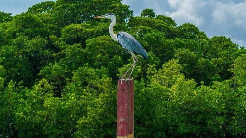 Negombo Private Tour: Market, Temples & Canal - Who Will Love This Tour?