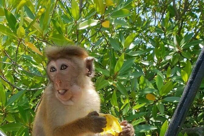 Negombo Sightseeing Tour by Tuk Tuk - Exploring the Itinerary in Detail