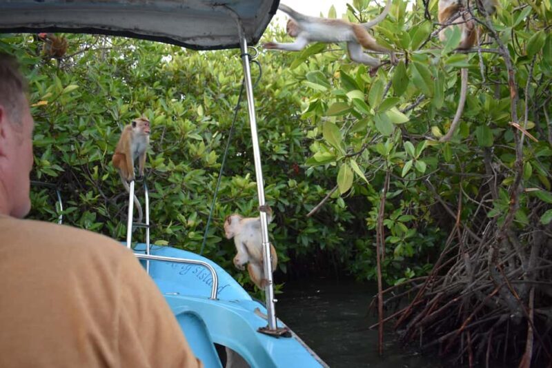 Negombo: Sunset lagoon boat tour with hotel transfers - Who Should Book This Tour?