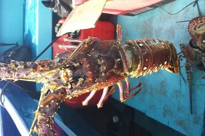 Negril Lobster Lunch on Booby Cay & Snorkeling To a Sunken Cannon - Who Will Love This Tour?