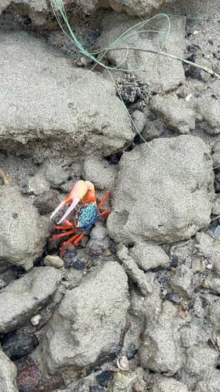 Neil Island: Shorewalk, Tidepooling & Marine Microscopy Tour - Good To Know