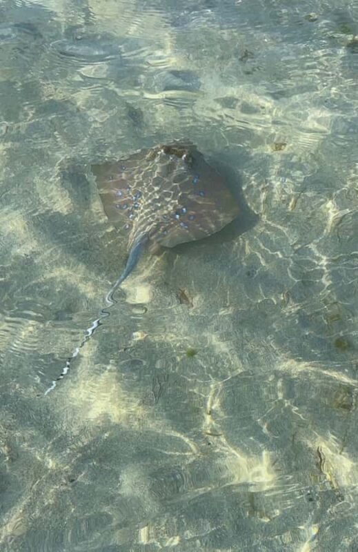 Neil Island: Shorewalk, Tidepooling & Marine Microscopy Tour - Final Thoughts: Is This Tour Worth It?