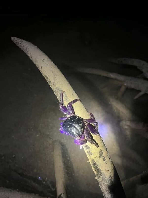 Neil Island: Shorewalk, Tidepooling & Marine Microscopy Tour - The Sum Up