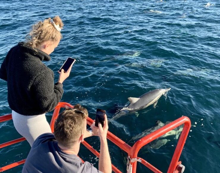 Nelson Bay: 1hr Dolphin Watch Express - Activity Details