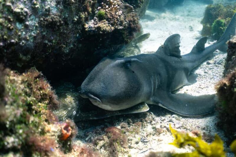 Nelson Bay: Marine Discovery Cruise with Snorkeling - Final Thoughts