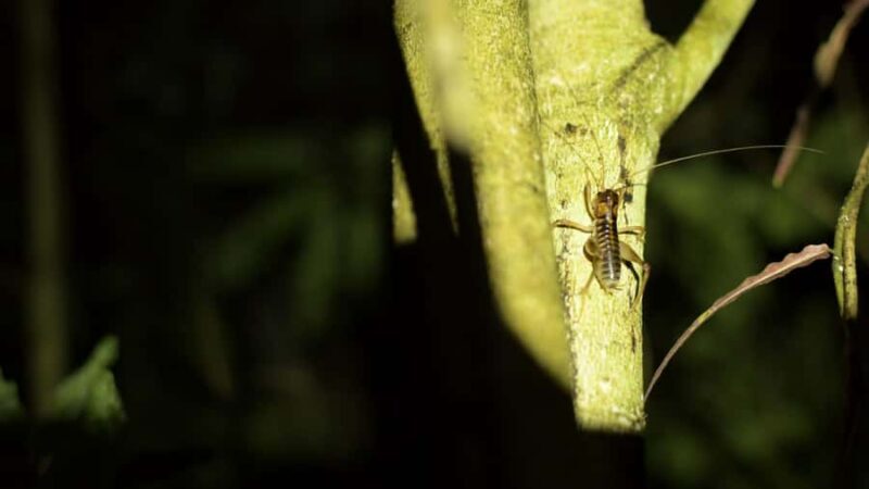 Nelson: Brook Waimrama Sanctuary Guided Night Walk - Who Would Love This Tour?