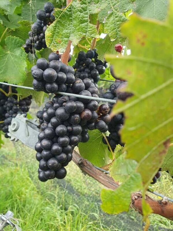 Nelson: Marlborough Wine Tour with Tastings and Lunch - Good To Know