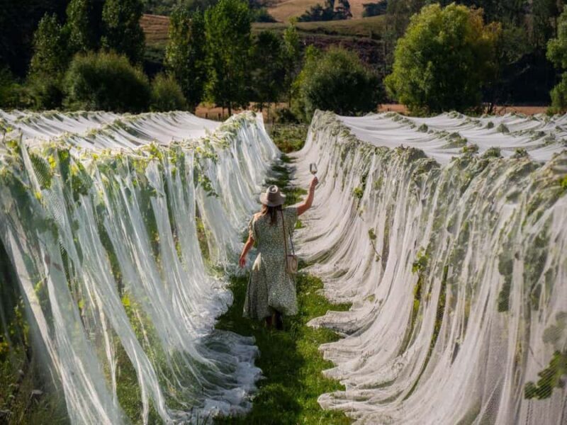 Nelson: Wine Tour with Tastings and Lunch - Transport & Group Size