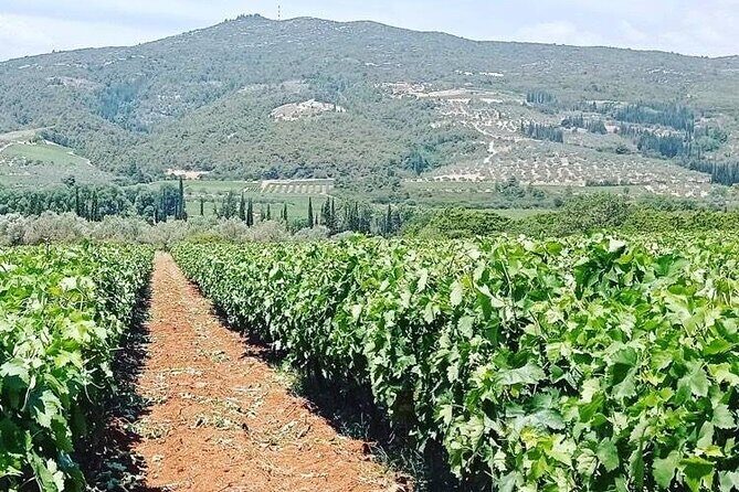 Nemea Wine Tour from Athens, Nafplio or Nemea with Oenologists - Final Thoughts