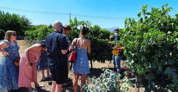 Nemea: Wine Tour - Good To Know