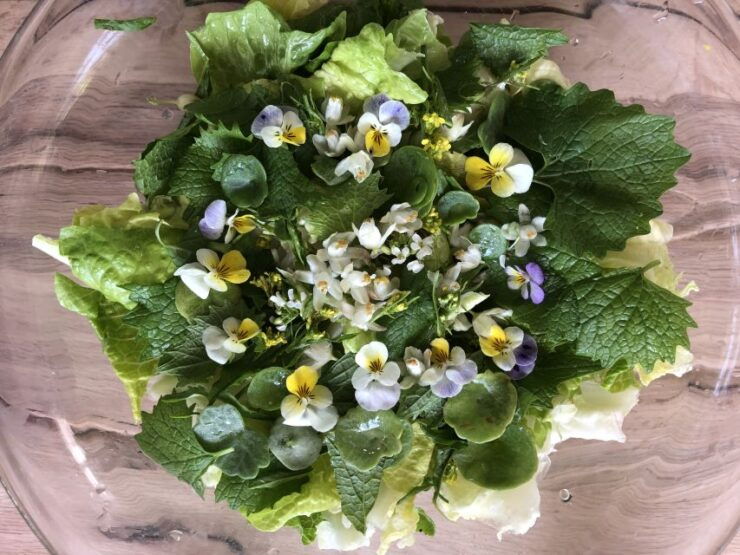 Nemi: Herb Harvesting and Cooking Class Experience - Pricing and Duration