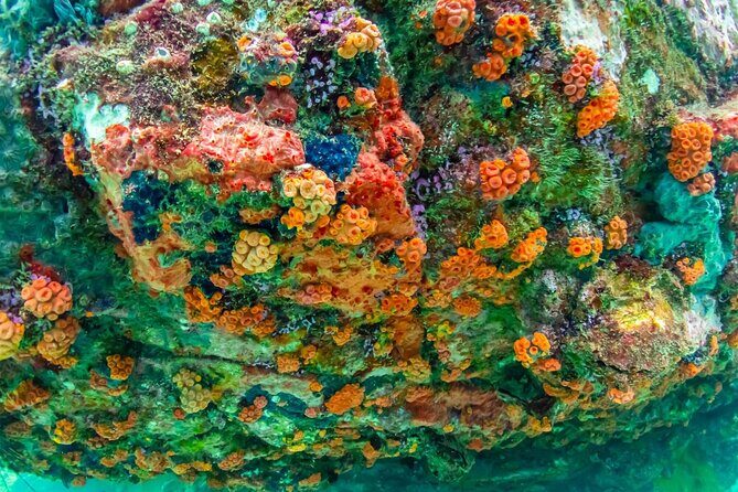 Nemo Island and Big Buddha Mountain Snorkeling from Bangkok - Final Thoughts