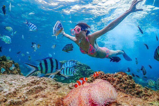 Nemo Island and Big Buddha Mountain Snorkeling from Bangkok - Good To Know