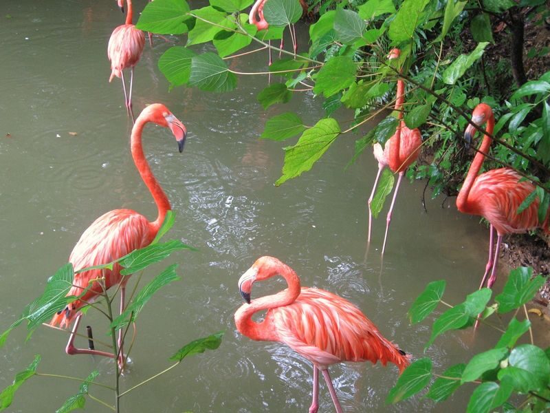 Neo Park Okinawa Ticket - Flamingo Lake Sets the Tone