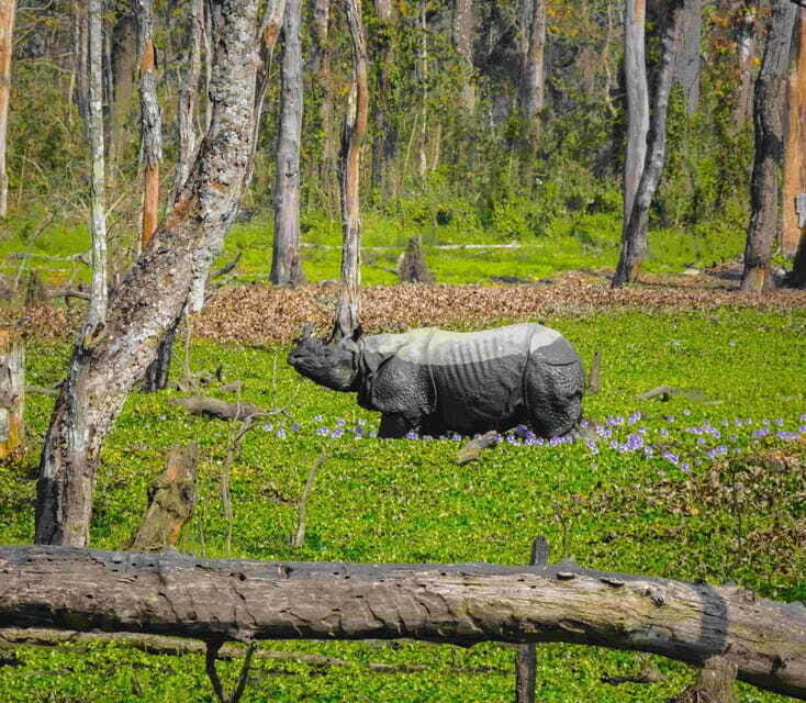 Nepal: 10-Day Yoga and Meditation Retreat Tour - Chitwan National Park: Wildlife and Safari